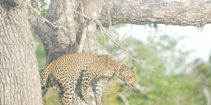 Day Safari From Hambantota - The beach picnic break