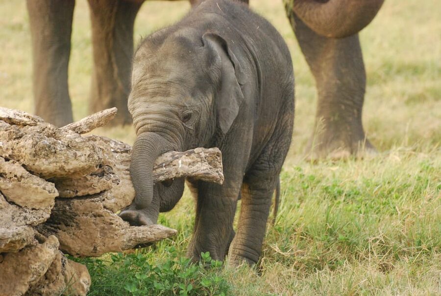 Day Safari From Hambantota - Cancellation and booking flexibility