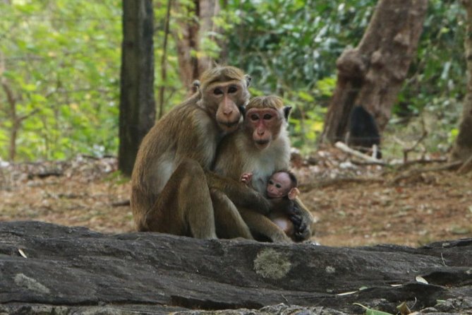 Day Tour from Dambulla to Sigiriya or Pidurangala & Polonnaruwa - Polonnaruwa’s compact royal city