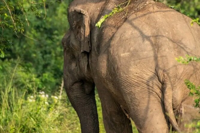 Day Tour from dambulla to Sigiriya & Polonnaruwa - How this compares with doing the route independently