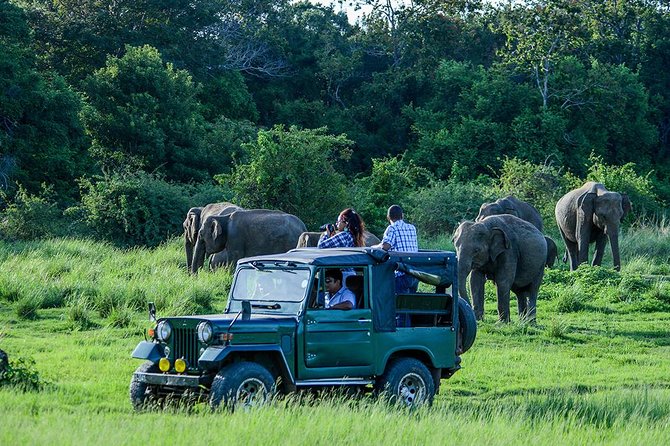 Day Tour from kandy to Sigiriya, Dambulla & National Park safari. - Why this Kandy day trip works