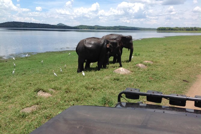 Day Tour from kandy to Sigiriya, Dambulla & National Park safari. - Who should book this day trip?