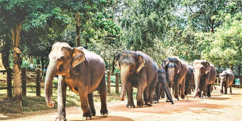 Day Tour to Elephant Orphanage / spice garden - Why the river matters more than the orphanage