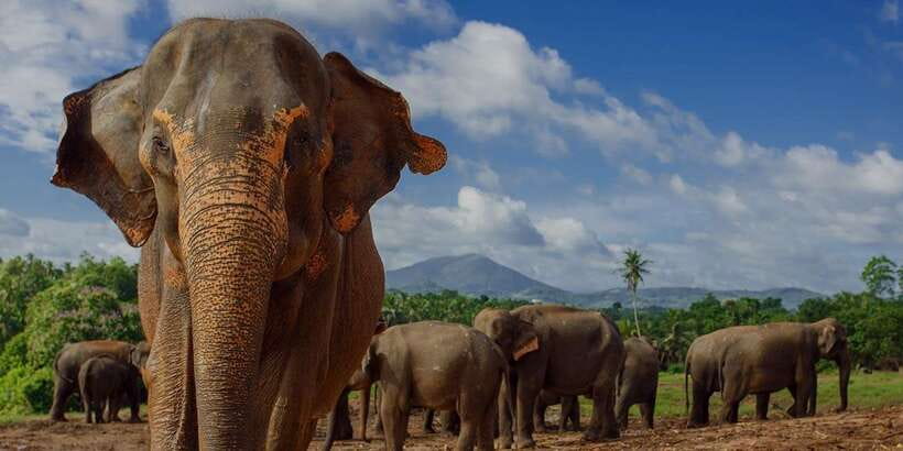 Day Tour to Elephant Orphanage / spice garden - Leaving Colombo in a car or minibus