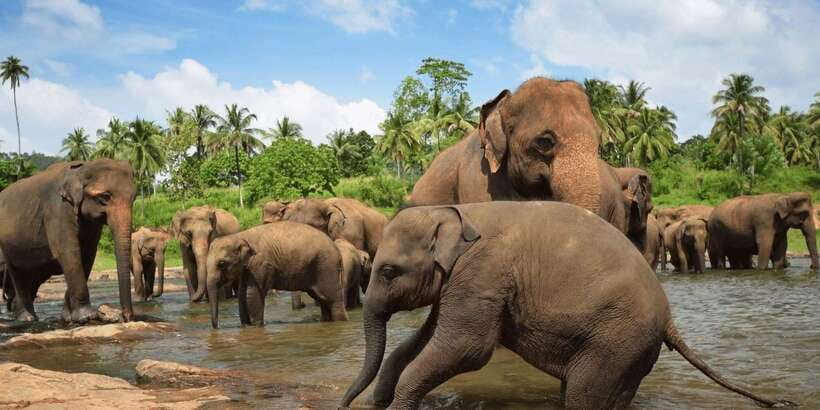 Day Tour to Elephant Orphanage / spice garden - Arriving at Pinnawala around 10am