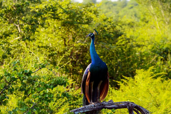 Day tour to Minneriya National Park,Sigiriya & Dambulla from Kandy - Sigiriya Rock in the hottest part of the day