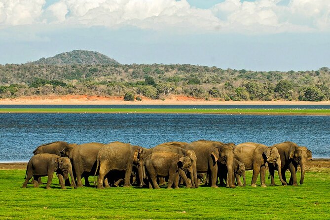 Day tour to Minneriya National Park,Sigiriya & Dambulla from Kandy - The true cost of a $34.20 tour