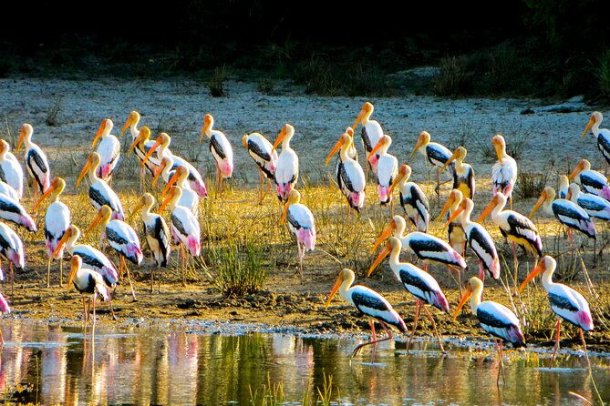 Day tour to Minneriya National Park,Sigiriya & Dambulla from Kandy - What the driver can add to the day
