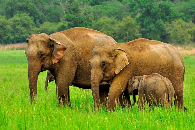 Day tour to Minneriya National Park,Sigiriya & Dambulla from Kandy - The early road to Matale Hindu Temple