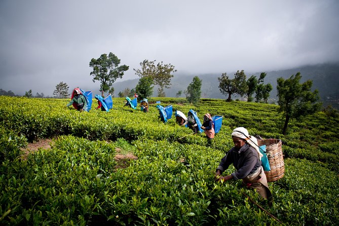 Day tour to Nuwareeliya (Little England) from Kandy - Gregory Lake and the final stop