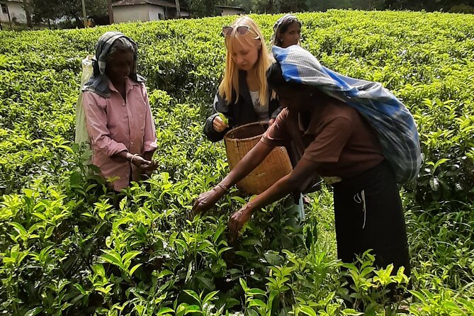 Day tour to Nuwareeliya (Little England) from Kandy - Driving comfort, flexibility, and practical limits