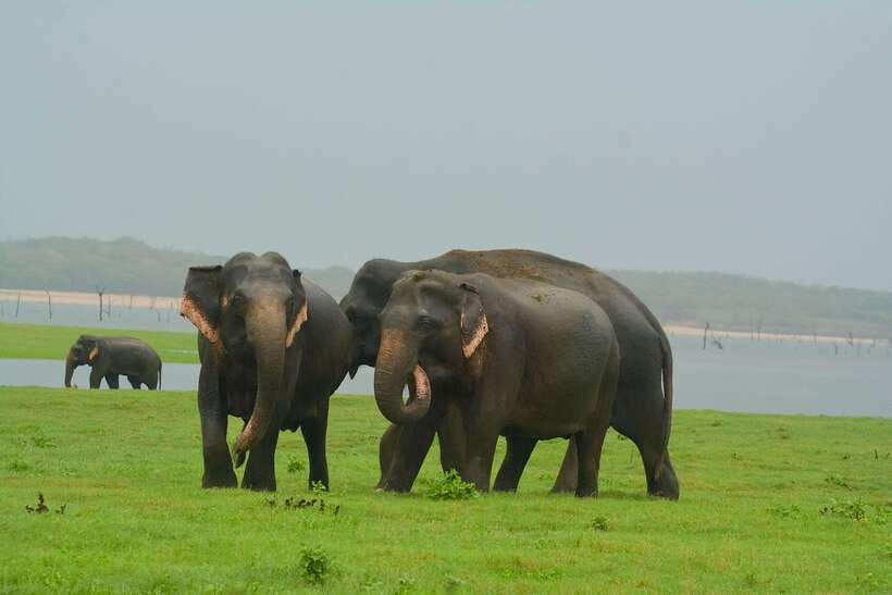 Elephant Jeep Safari at Minneriya National Park - Finding elephants near the ancient reservoir