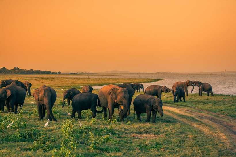 Elephant Jeep Safari at Minneriya National Park - The 15-minute refreshment stop