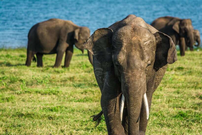 Elephant Jeep Safari at Minneriya National Park - Is the $35 price good value?