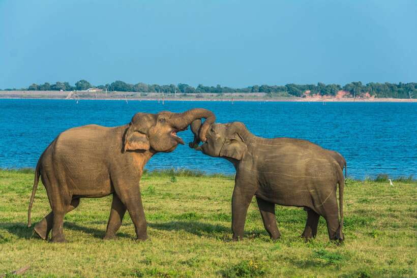 Elephant Jeep Safari at Minneriya National Park - Safety and service details that matter