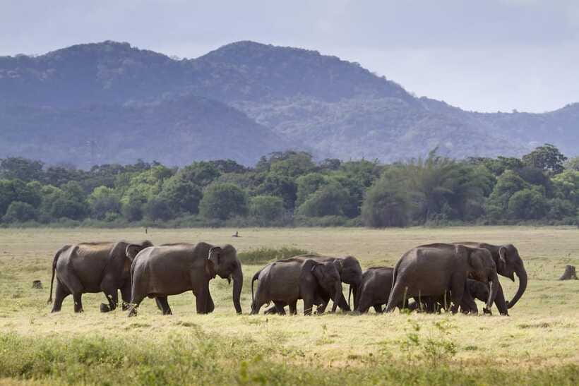 Elephant Jeep Safari at Minneriya National Park - Who will enjoy this safari most