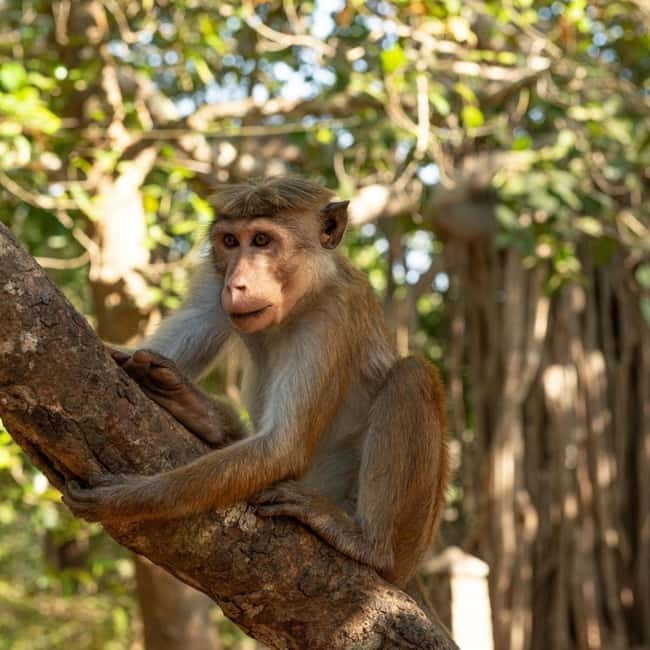 Elephant Kingdom Safari – Minneriya National Park - Who will enjoy this safari most?