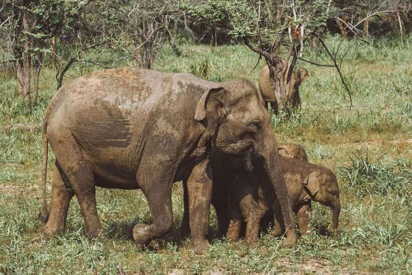 Elephant Kingdom Safari – Minneriya National Park - Three and a half hours among forest and wetlands