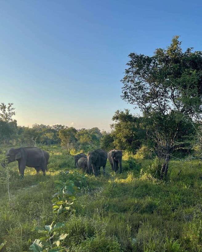 Elephant Kingdom Safari – Minneriya National Park - Sunrise, sunset, and choosing your start time