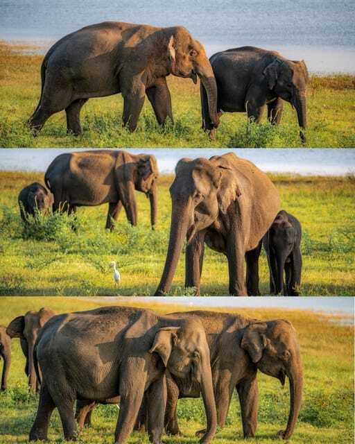 Elephant Kingdom Safari – Minneriya National Park - Is the private jeep worth the price?
