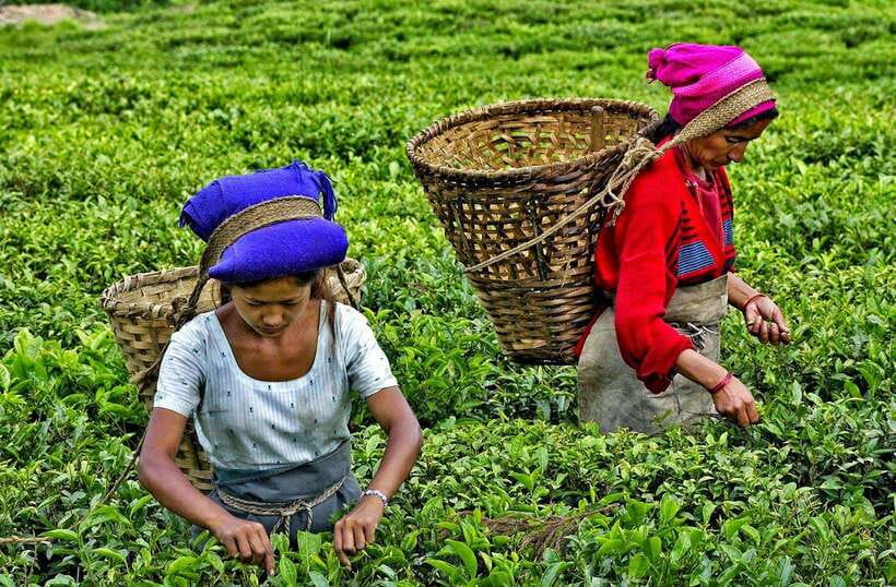 Ella Day Tour: with Tea Factory Visit from Colombo/Bentota - What is included, and what you still need to plan