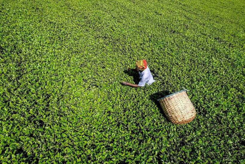 Ella Day Tour: with Tea Factory Visit from Colombo/Bentota - Who gets the most from this one-day Ella plan