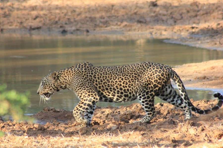 Ella: Drop to Tangalle/Hiriketiya/Mirissa/Galle & Yala Tour - Key points to know before booking