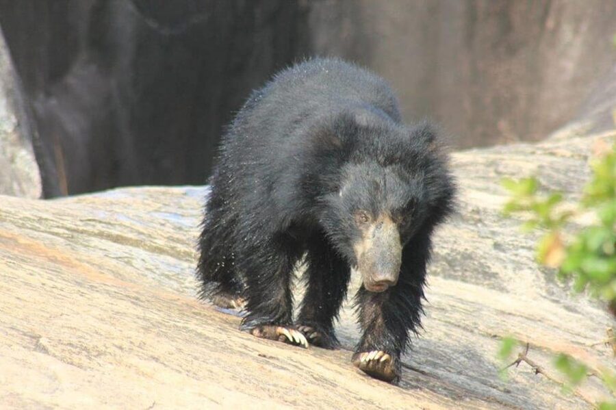 Ella: Drop to Tangalle/Hiriketiya/Mirissa/Galle & Yala Tour - Three hours in Yala National Park