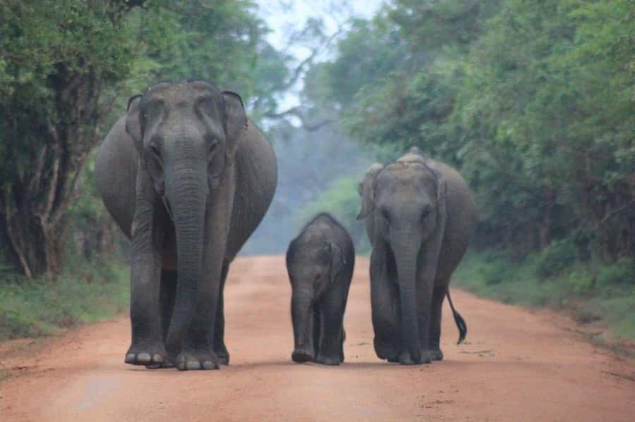 ELLA: Drop to Tangalle/Hiriketiya/Mirissa/Galle & Yala Tour - The early start from Ella