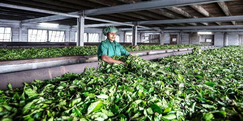 Ella: Lipton's Seat Tour with Dambetanna Tea Factory Visit - Why Lipton’s Seat is worth the winding ride