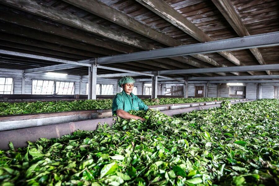 Ella: Lipton's Seat Tour with Dambetanna Tea Factory Visit - Who will enjoy this outing most
