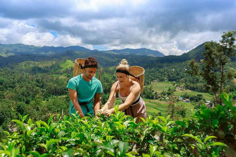 Ella: Little Adam's Peak, 9 Arch Bridge, Ravana Falls Tour - Halpewatte Tea Factory adds context