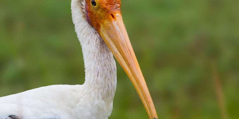 Ella: Safari Day Trip to Yala & Udawalawe with Lunch - Who should choose this two-park plan?