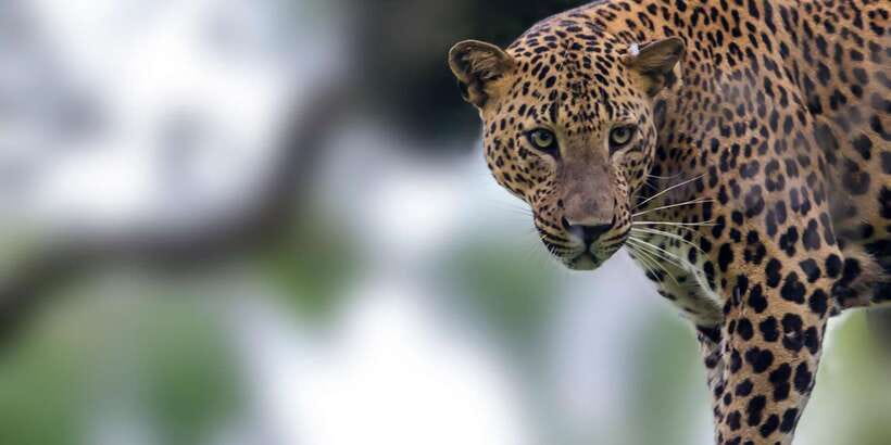 Ella: Safari Day Trip to Yala & Udawalawe with Lunch - What the Yala safari is really like