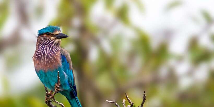 Ella: Safari Day Trip to Yala & Udawalawe with Lunch - Is $95 good value?