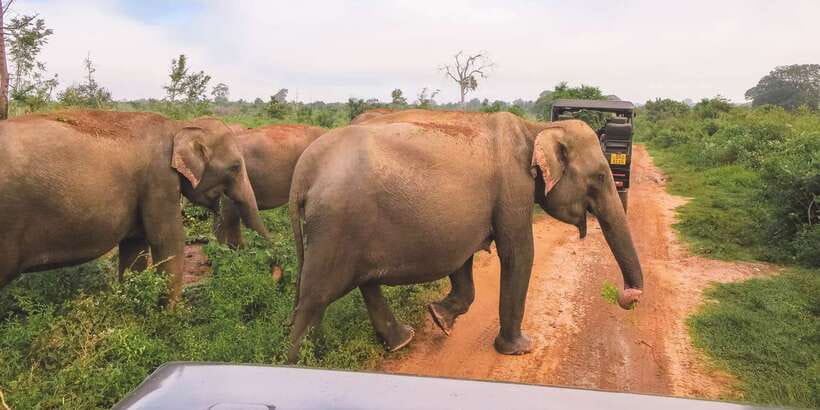 Ella: Shuttle to Tangalle/Mirissa/Galle & Udawalawa Safari - What the Three Hours Feel Like
