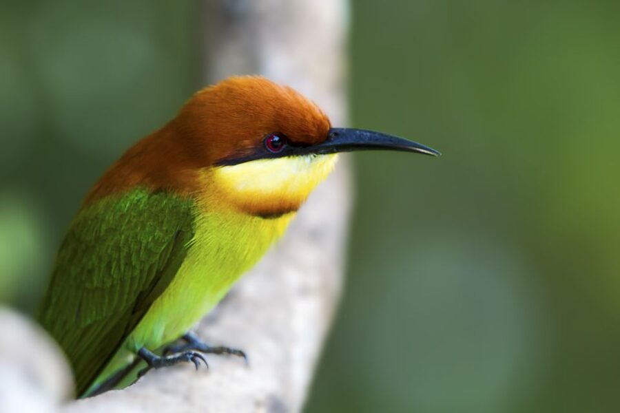 Ella: Shuttle to Tangalle/Mirissa/Galle & Udawalawa Safari - The Real Cost at About $80 Per Person