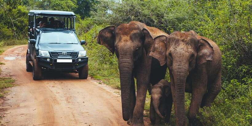 Ella: Shuttle to Tangalle/Mirissa/Galle & Udawalawa Safari - Who Should Book This Route