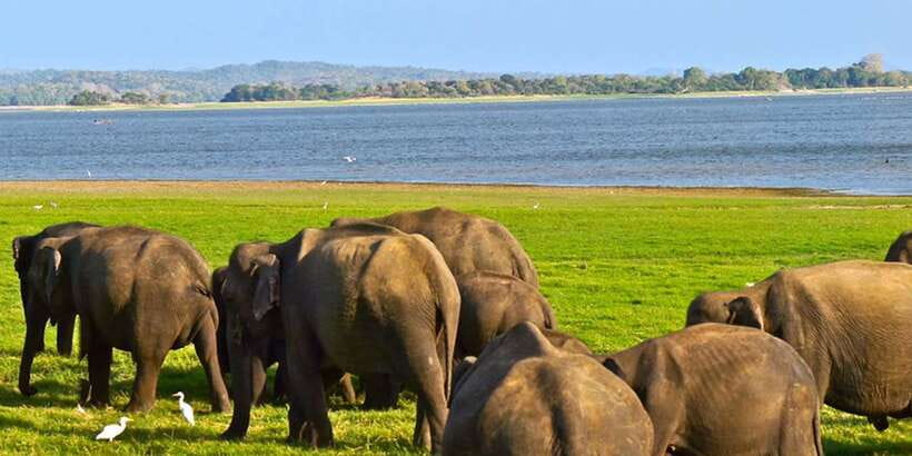 Ella: Shuttle to Tangalle/Mirissa/Galle w Udawalawe Safari - What is not included, and what to bring