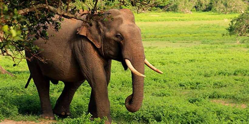 Ella: Shuttle to Tangalle/Mirissa/Galle w Udawalawe Safari - Is seven hours enough for a safari and transfer?