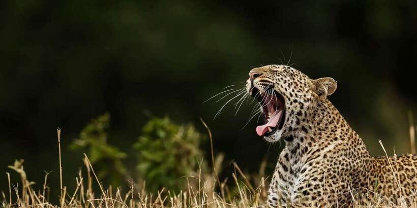 ELLA to TANGALLE/MIRISSA/GALLE Shuttle & YALA Safari - Key points at a glance