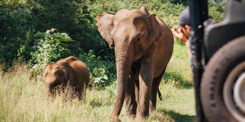 ELLA to TANGALLE/MIRISSA/GALLE Shuttle & YALA Safari - What the $31 price really covers