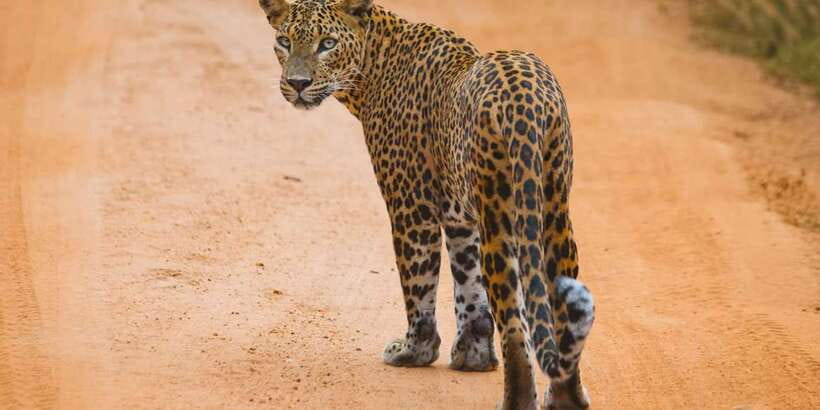 ELLA to TANGALLE/MIRISSA/GALLE Shuttle & YALA Safari - Leaving Ella in an air-conditioned vehicle