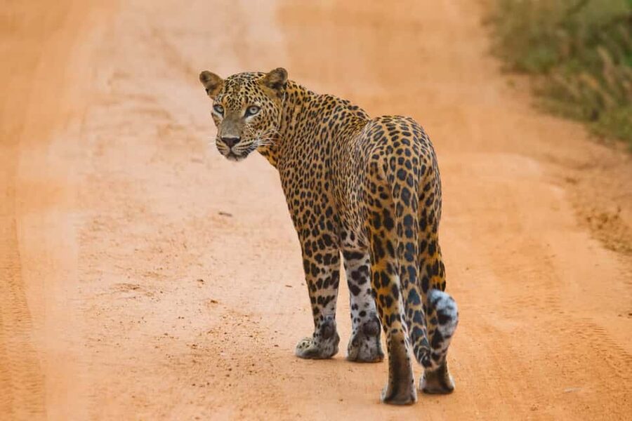 Ella: Transfer to Hikkaduwa & Yala Safari Tour - Key points at a glance