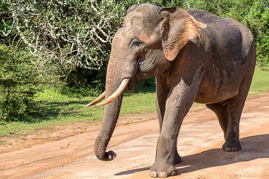 Ella: Transfer to Hikkaduwa & Yala Safari Tour - What you might see in three hours
