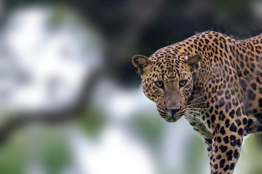 Ella: Transfer to Hikkaduwa & Yala Safari Tour - Leaving Ella before the park