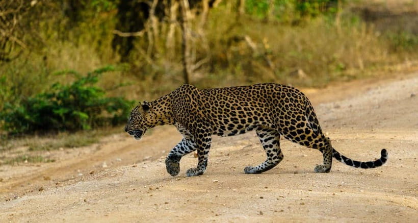 Ella: Yala Safari with Drop at Tangalle/ Hiriketiya/ Mirissa - Key Points At A Glance