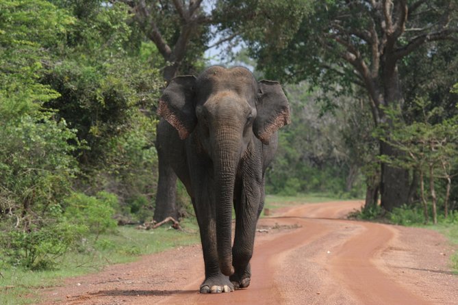 Evening Safari - Yala National Park with Janaka safari - 02.00 pm to 06.30 pm - Key points before you book