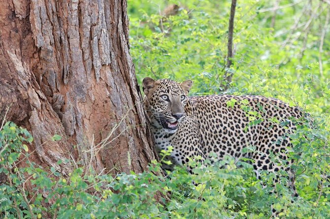 Evening Safari - Yala National Park with Janaka safari - 02.00 pm to 06.30 pm - Why an afternoon safari works well at Yala