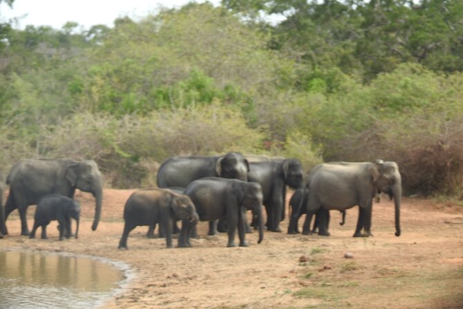 Evening Safari - Yala National Park with Janaka safari - 02.00 pm to 06.30 pm - Searching for Yala’s elusive leopard